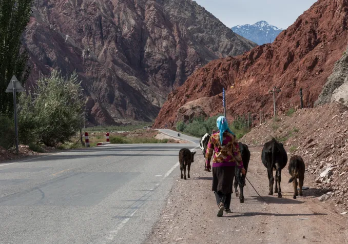 Une femme conduisant des vaches le long de la route de Karakorum, qui relie la région du Xinjiang en Chine au Pakistan. Photo prise en 2012. © iStock/Tiago_Fernandez